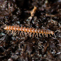 millipede