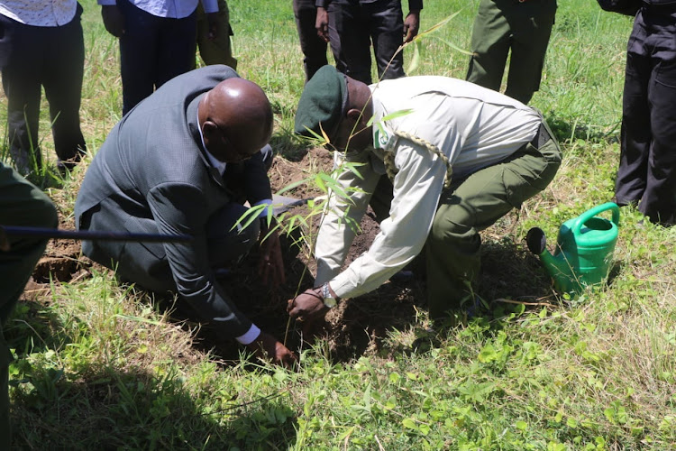 Busia Deputy Governor Arthur Odera plants a bamboo tree in Butula subcounty on Monday, October 24, 2022. He is with Busia chief conservator Vitalis Osodo.