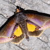 Underwing Moth