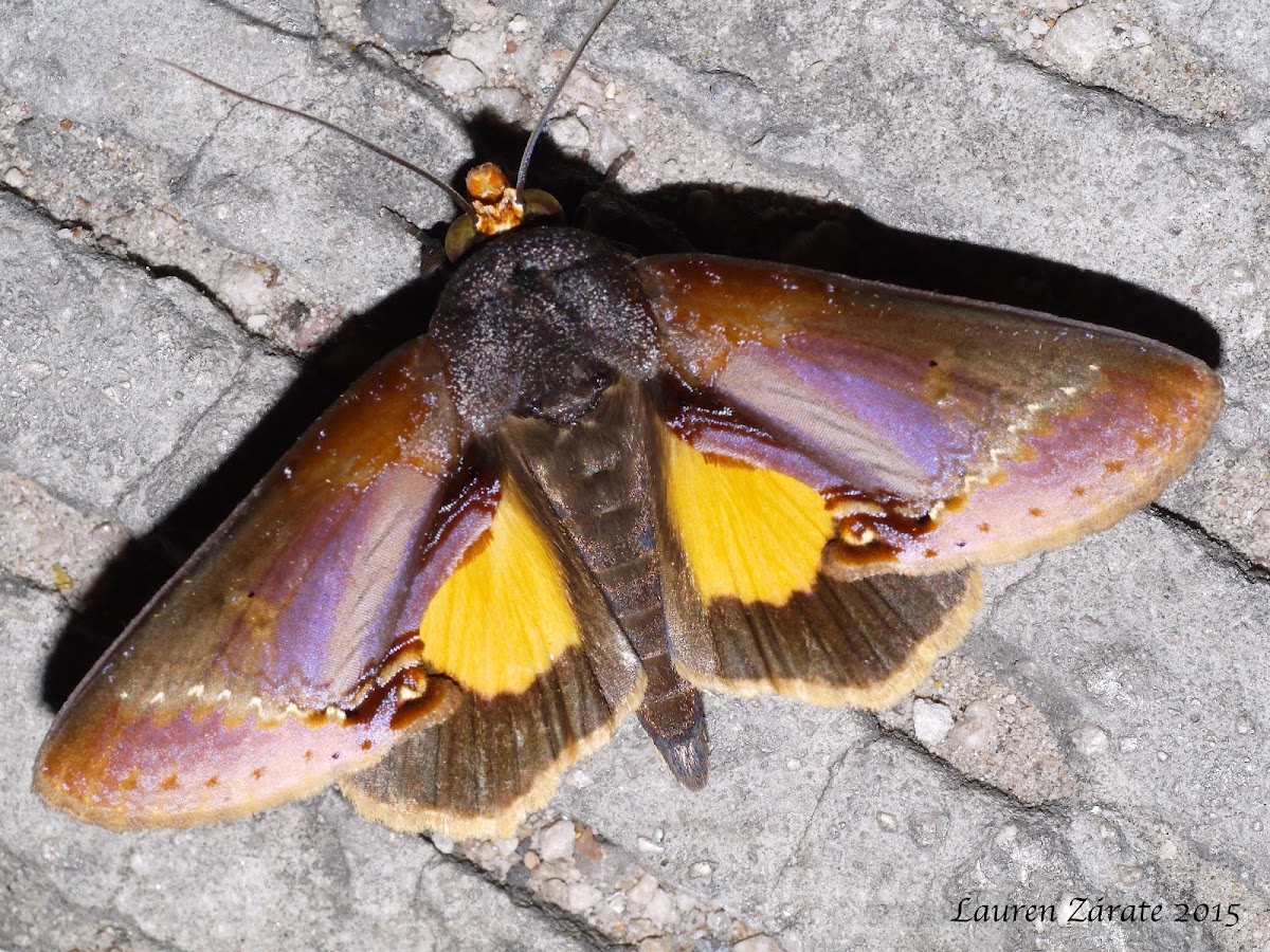 Underwing Moth