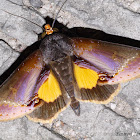 Underwing Moth