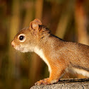 Red Squirrel