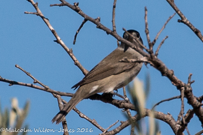 Blackcap; Curruca Capirotada