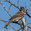 Blackcap; Curruca Capirotada