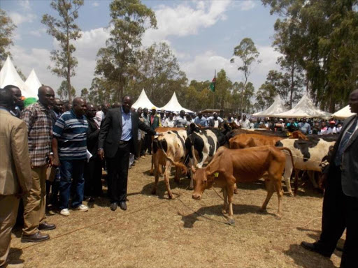 Migori Governor Okoth Obado holds a dairy cow during the launch of the dairy cows project at Wasio Primary School in 2015.