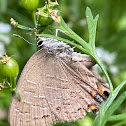 Striped Hairstreak