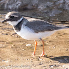 Ringed Plover