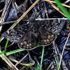 Juvenal's Duskywing