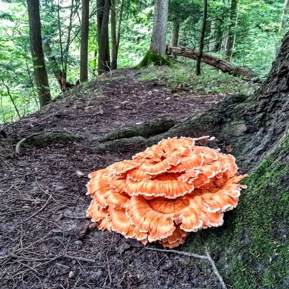 Chicken of the woods