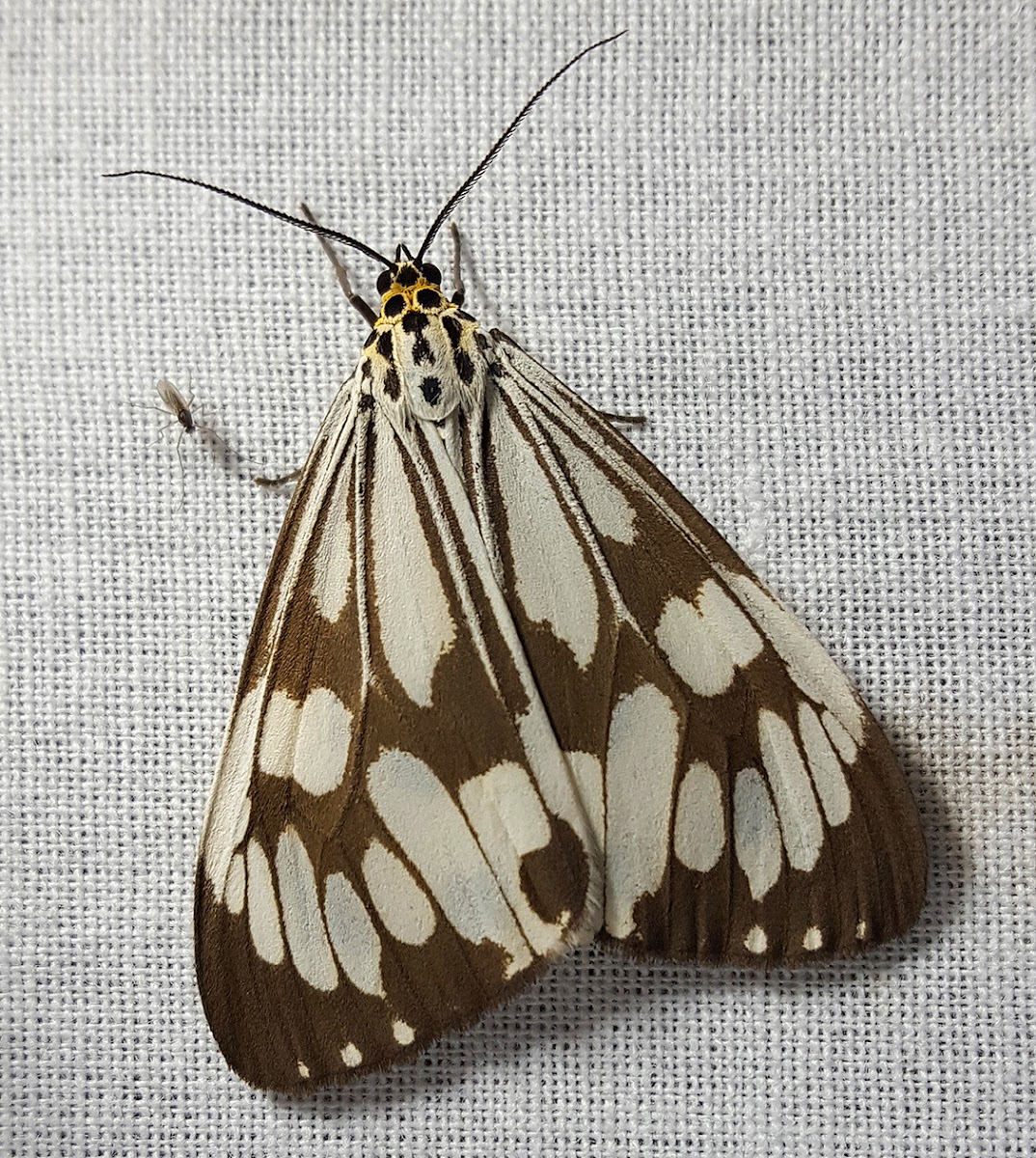 Marbled White Tiger