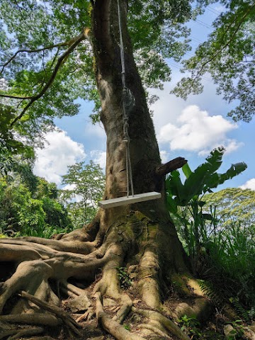 Bukit Sri Bintang tree swing