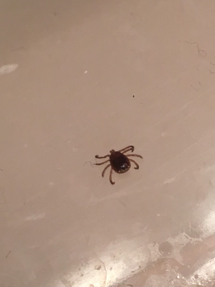 Lone star tick