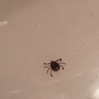 Lone star tick