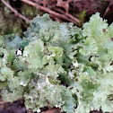 Foliose lichen