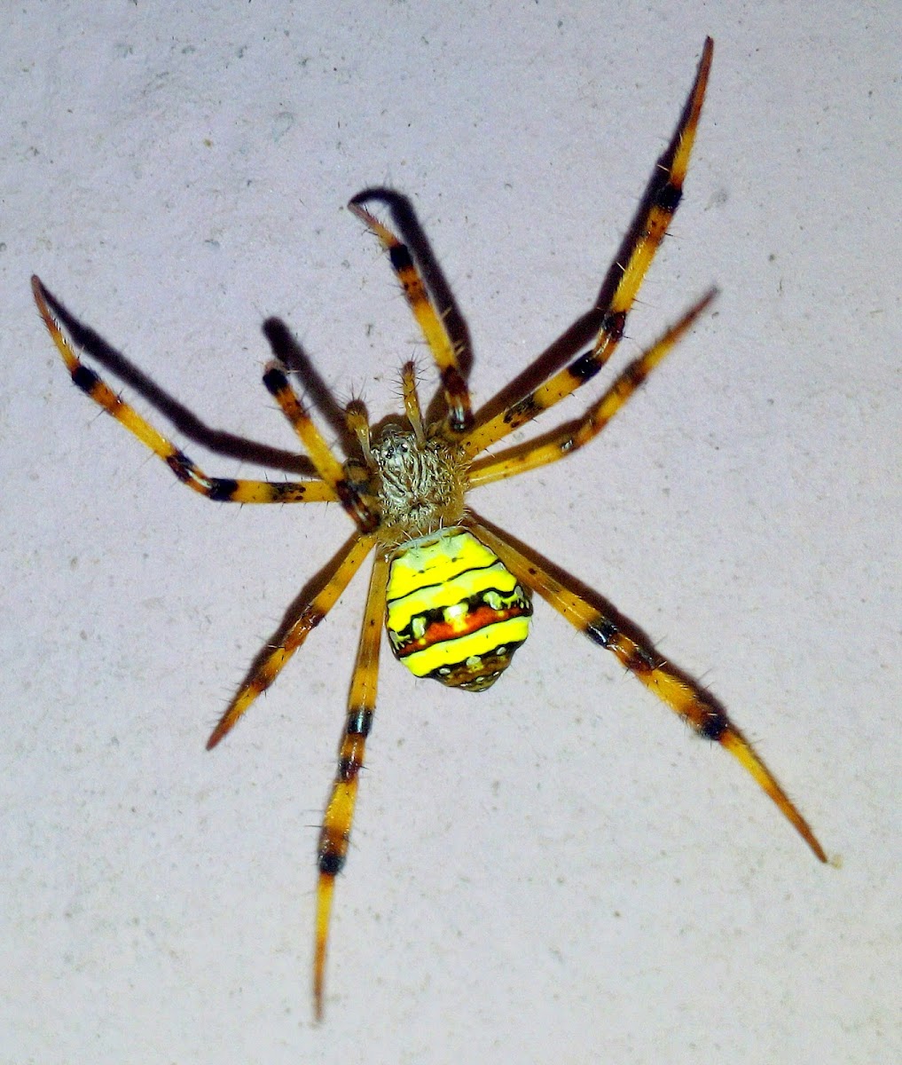 Indian Signature Spider