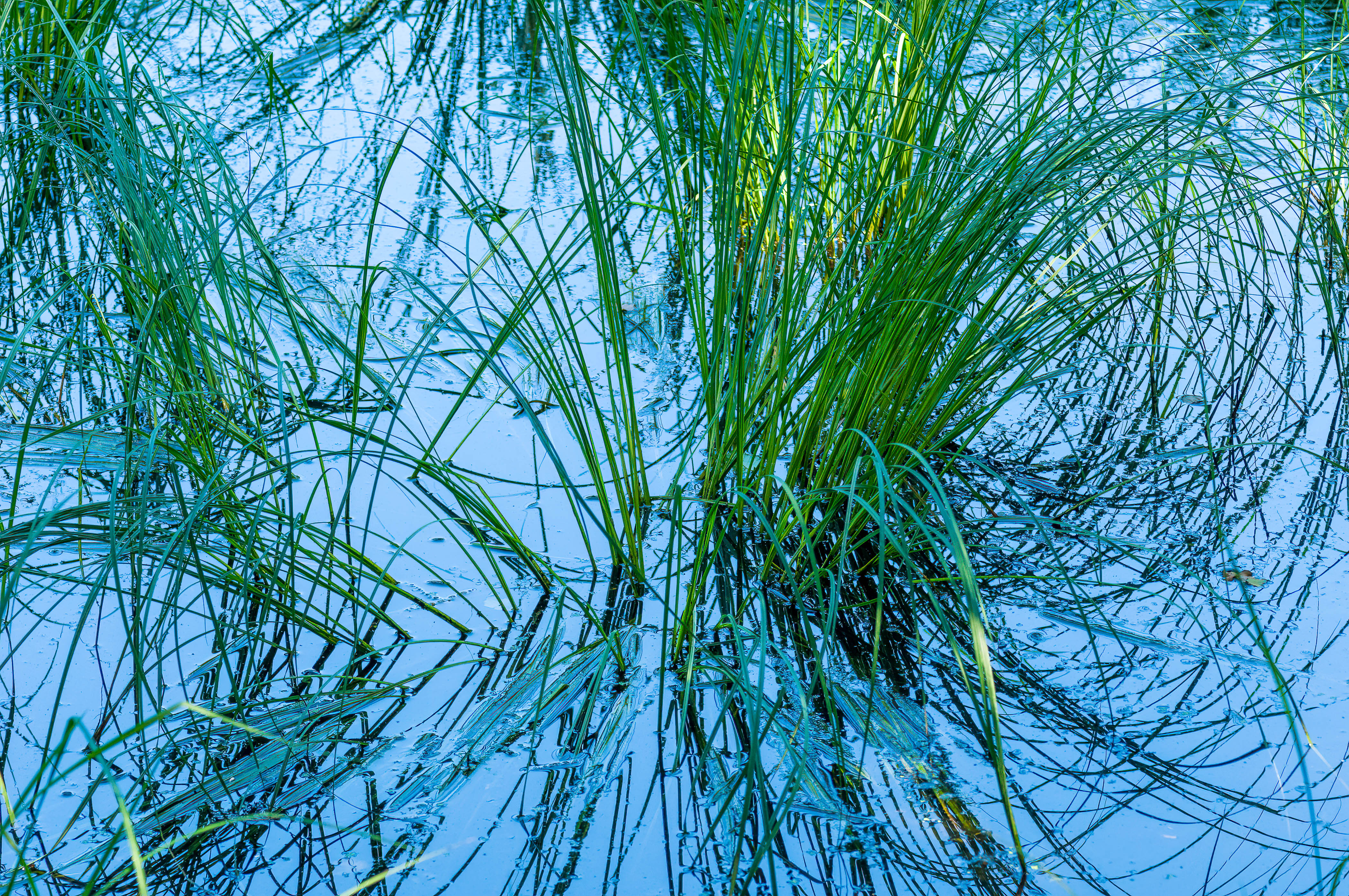 Erba d'acqua di Pino Cappellano