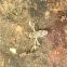 Water Boatman