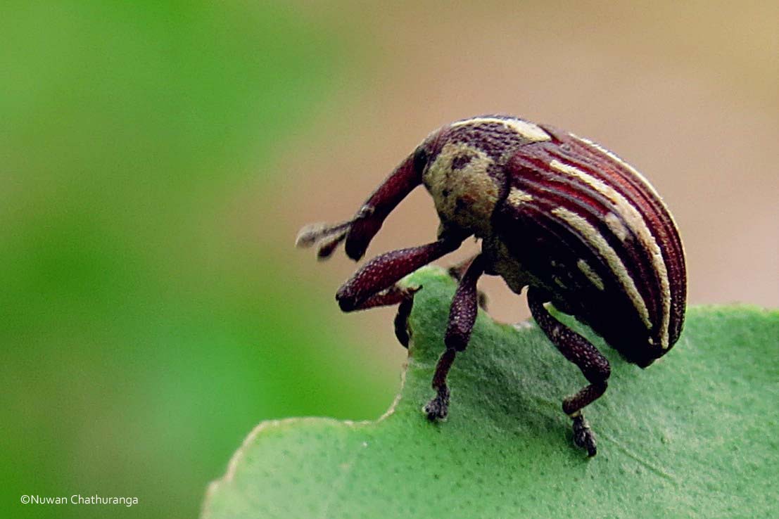 Weevil