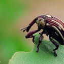 Weevil