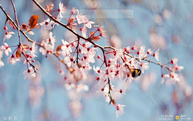 Cherry Blossom Wallpapers