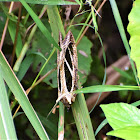 Dot underwing moth (female)