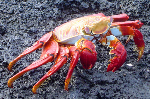 A Sally Lightfoot crab in the Galapagos.