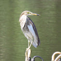 Javan Pond Heron