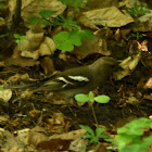 Common chaffinch female