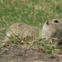 Prairie Dog