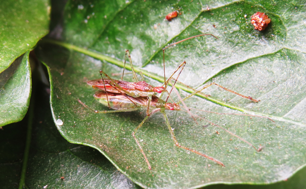 Assassin bug