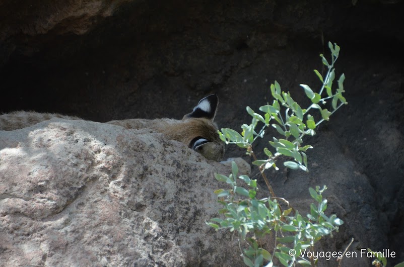 Sonora desert museum, tucson - lynx / bobcat