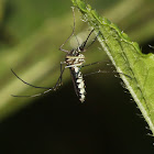 White-bellied Mosquito