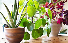 Houseplants Wallpapers HD Theme small promo image