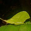 Forest Leaf Grasshopper