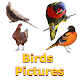 Birds Names with Pictures for Kids Download on Windows