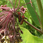 Red Milkweed Beetle