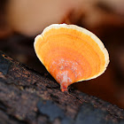 False Turkey Tail