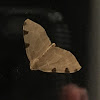 Three-spotted Fillip Moth
