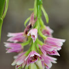 Pink Nodding Orchid