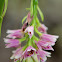 Pink Nodding Orchid