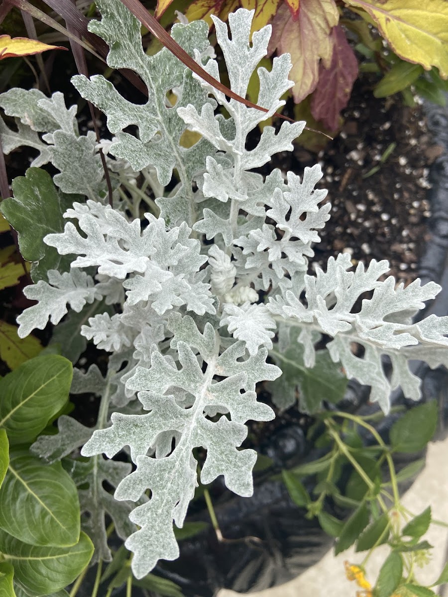 Dusty Miller