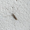 Crane Fly