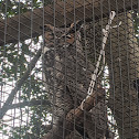 Great Horned Owl