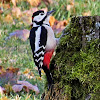 Great Spotted Woodpecker