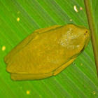 Red-eyed Tree Frog