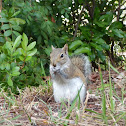 Eastern Grey Squirrel