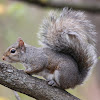 Gray Squirrel