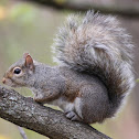 Gray Squirrel