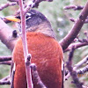 Winter robin