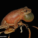 Spring peeper